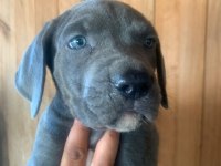 Dev panter dişi cane corso yavrular