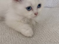 British Longhair Colorpoint