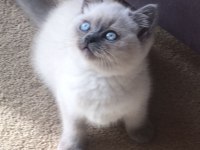 BEKLENEN İLAN AÇILDI A+ SAF KAN BRITISH SHORTHAIR YAVRULAR