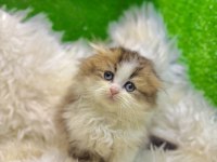 Bicolor Golden Scottish Fold Bebek