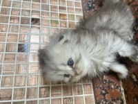 scottish kedi