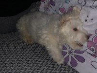 Ücretsiz maltese terrier
