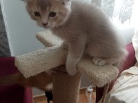 SAHİPLENDİRME KEDİLERİMİZE