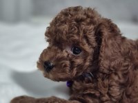 Toy poodle yavrular