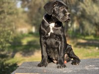Irk garantili A şecere belgeli cane corso