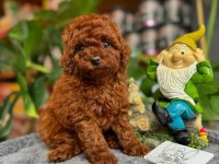 Dişi Red Toy Poodle Yavrumuz Ufak Boy Ve Sağlık Garantili