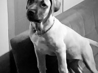5 AYLIK CANE CORSO AŞILARI TAM TEMEL KOMUTLARI BİLİYOR