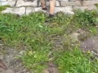 Safkan dik kulak belçika malinois yavrular