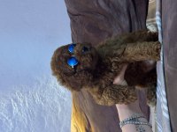 Kızıl siyah ve silver toy poodle bebeklerim