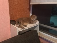 Oyuncu ve Sevimli Yavru Kedi