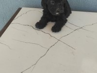 Maltipoo bebekler