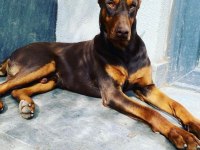 İsabella, Blue ve Kızıl renk özel eğitimli dobermanlar