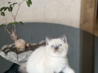 Gğzellik Abidesi Blue Poimt British Shorthair Yavrum