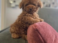 Toy Poodle Köpeği