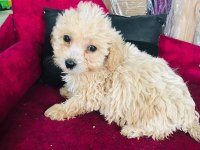 Maltipoo çocuklarıma yuva arıyorum