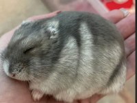 HAMSTER GONZALES YAVRULARI HERYERE GÖNDERİM