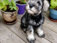 Anne altından rezerve schnauzer bebekler