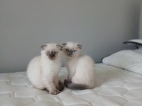 Şirin Scottish Fold Yavrularımıza Güzel Aileler Arıyoruz