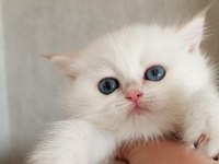 Kedimiz Yurtdışındandır Petshopcular Ulaşmasın