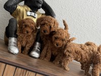 Teacup Toy Poodle