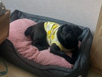 MÜKEMMEL OYUNCU PUG