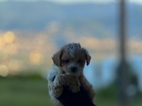 Bayram Şekeri Maltipoo Yavrumuz Yeni Yuvasına Hazır
