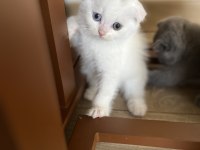 Orjinal ırkta, nadir bulunan bir cins scottish shorthair