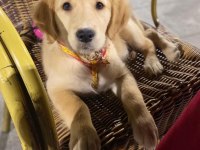 Golden retriever 5 aylık 10 numara dişi