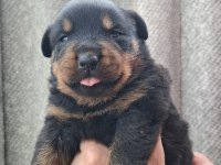 Rottweiler Yavrularımız