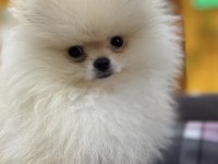 0 numara pomeranian boo tatlı mı tatlı dişi ve erkek