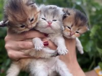 British longhair bebekler