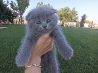 Scottish fold dişi