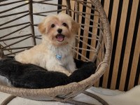 Maltipoo Yavrularımız 