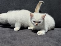 Çok özel beyaz mavi gözlü british shorthair ler