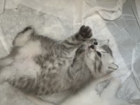 Sevimli scottish fold bebekler