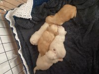 3 dişi ve 2 erkek micro boy pekinez yavrularımız