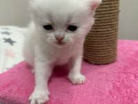 BLUE POİNT ERKEK 2 ADET KEDİMİZ