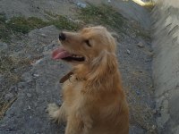 Eğitimli american cocker kızan döneminde