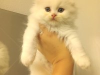 Çok sevecen oyuncu scottish fold