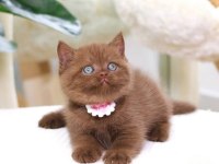 Zarafet Timsali Chocolate British Shorthair