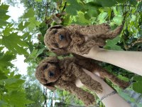 Toy Poodle bebekler
