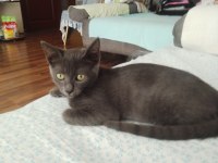 4 aylık blue british shorthair