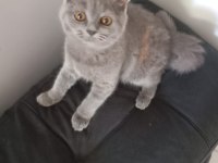 2 AYLIK KÜÇÜK PATI MİNİK ELLER BRİTİSH LONGHAİR