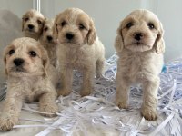 Maltipoo yavrularımız
