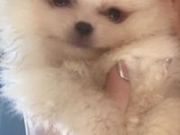 Safkan pomeranian bebekler