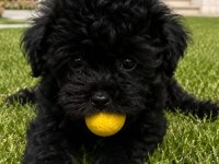 Maltipoo Bebekler