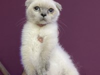 Kitten Blue Point Scottish Fold