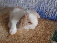 Teddy lop tavşanı yavrular mavi göz