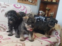 Minyatür Schnauzer Secereli
