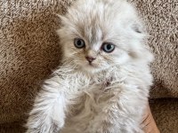 Scottish fold dişi ve erkek kardeşler